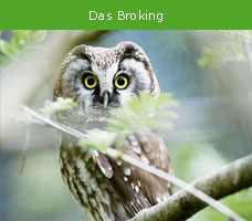 Das_Broking.jpg